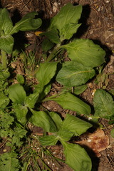 Silene dioica