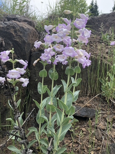 large-flowered beardtongue