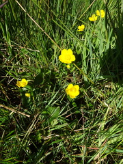 Caltha palustris