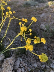 Eriogonum nudum westonii
