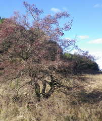 Crataegus ambigua
