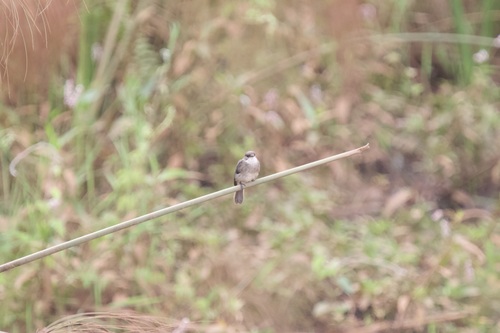 Swamp Flycatcher (Muscicapa aquatica), photo 9