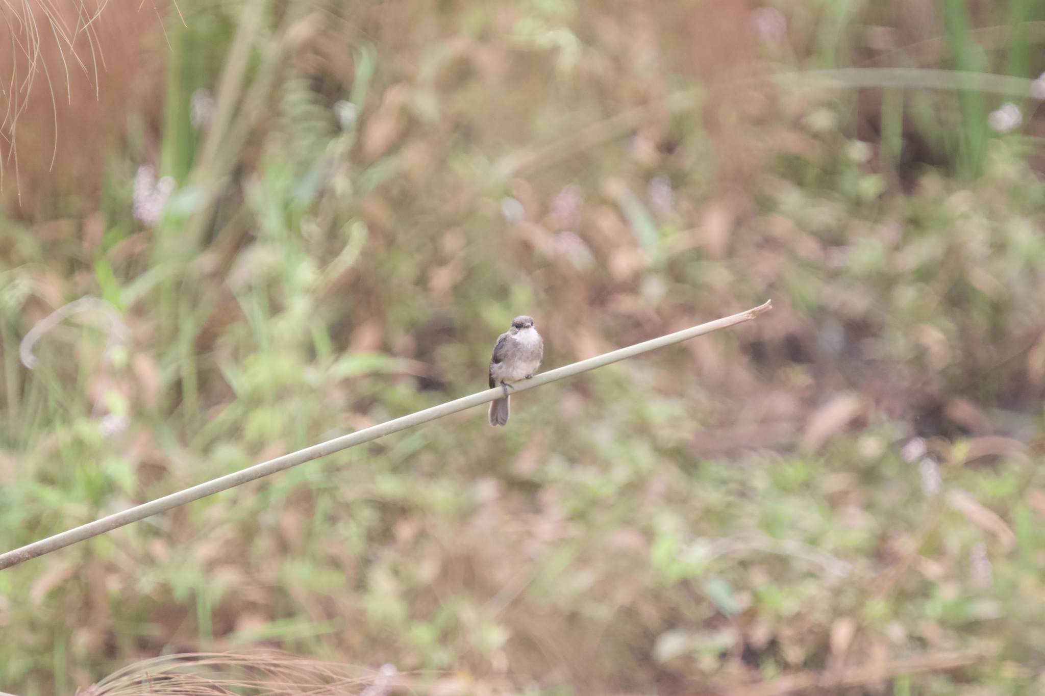 Swamp Flycatcher (Muscicapa aquatica), photo 5