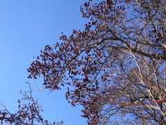 Crataegus ambigua