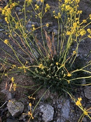 Eriogonum nudum westonii