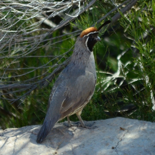 Gambel's Quail