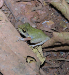 Pristimantis zeuctotylus