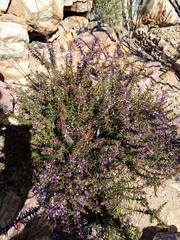 Muraltia juniperifolia