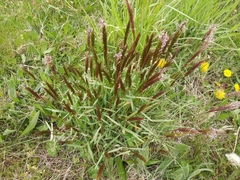 Alopecurus pratensis