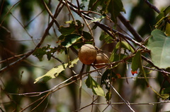 Morisonia americana