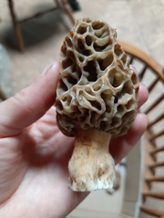 Morchella americana