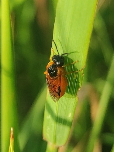 Common Sedge-sawfly