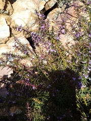 Muraltia juniperifolia