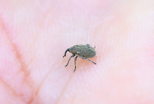 Sibinia viscariae