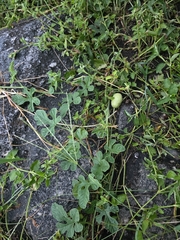 Cucumis anguria, photograph (c) Marcello Mastroianni Albuquerque Araújo, some rights reserved (CC BY)