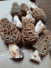 Morchella americana