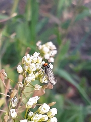 Cauchas rufifrontella