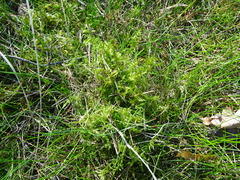 Pleurozium schreberi