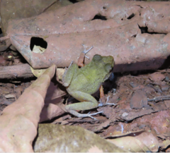 Pristimantis zeuctotylus
