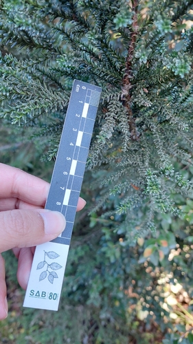 Fitzroya cupressoides, 2026-05-19