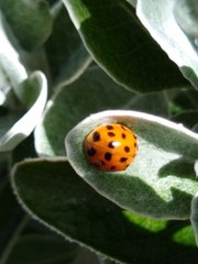 Harmonia axyridis