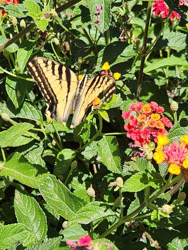 Western Tiger Swallowtail