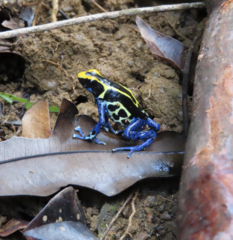 Dendrobates tinctorius
