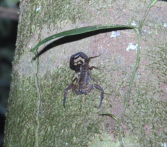 Tityus obscurus