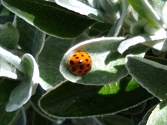 Harmonia axyridis