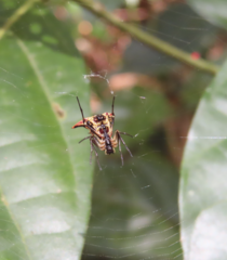 Micrathena acuta