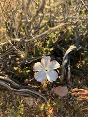 Linanthus dichotomus