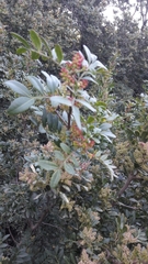 Pistacia lentiscus