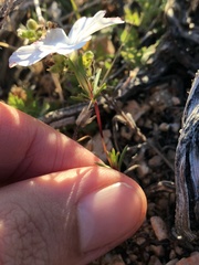 Linanthus dichotomus