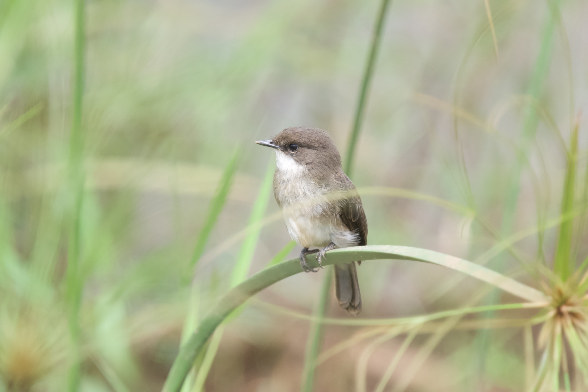 Swamp Flycatcher (Muscicapa aquatica), photo 2
