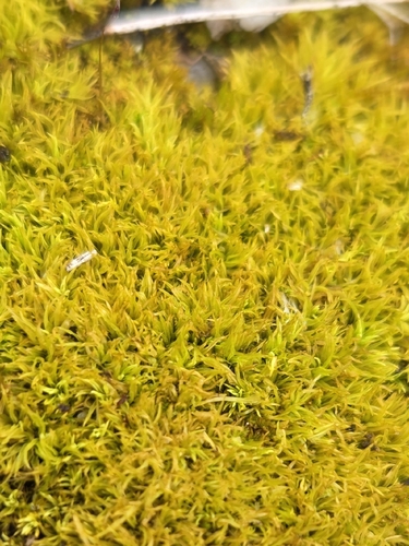 Tortella inclinata, 2026-06-12