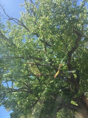 Libidibia monosperma