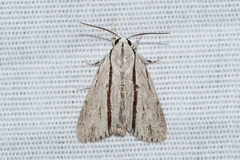 Acronicta perblanda