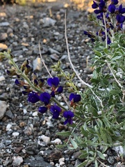 Psorothamnus arborescens
