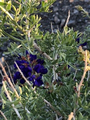 Psorothamnus arborescens