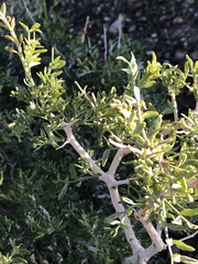 Psorothamnus arborescens