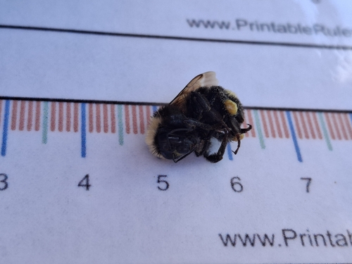 iNaturalist observation photo of California Bumble Bee