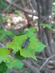 Stenostola ferrea