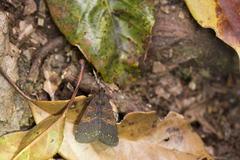 Hydrillodes torsivena