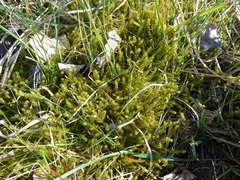 Rhytidiadelphus squarrosus