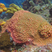Gran Coral de Estrellas - Photo (c) Carlo R Sanchez, algunos derechos reservados (CC BY-NC)