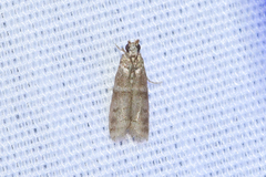 Ephestia columbiella