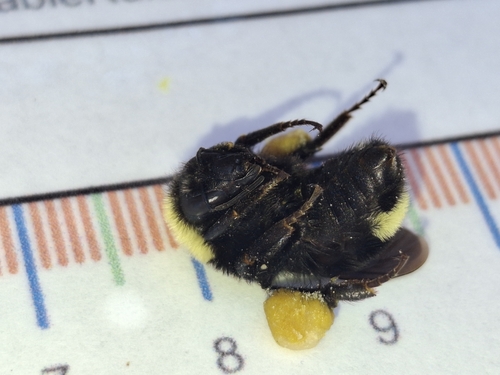 iNaturalist observation photo of California Bumble Bee
