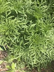 Argyranthemum frutescens