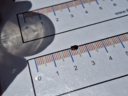 iNaturalist observation photo of Flies