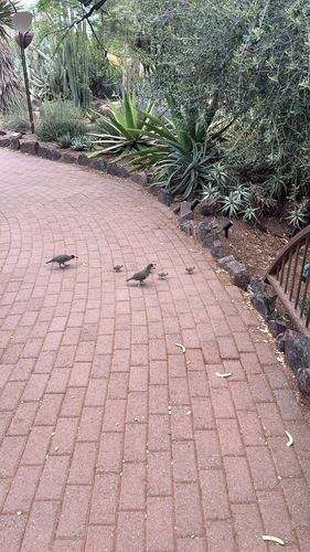 Gambel's Quail